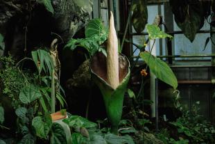 The small corpse flower in bloom in the Cal Poly Plant Conservatory.