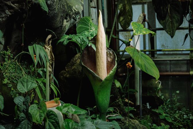 The small corpse flower in bloom in the Cal Poly Plant Conservatory.